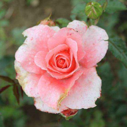 Gala Charles Aznavour®