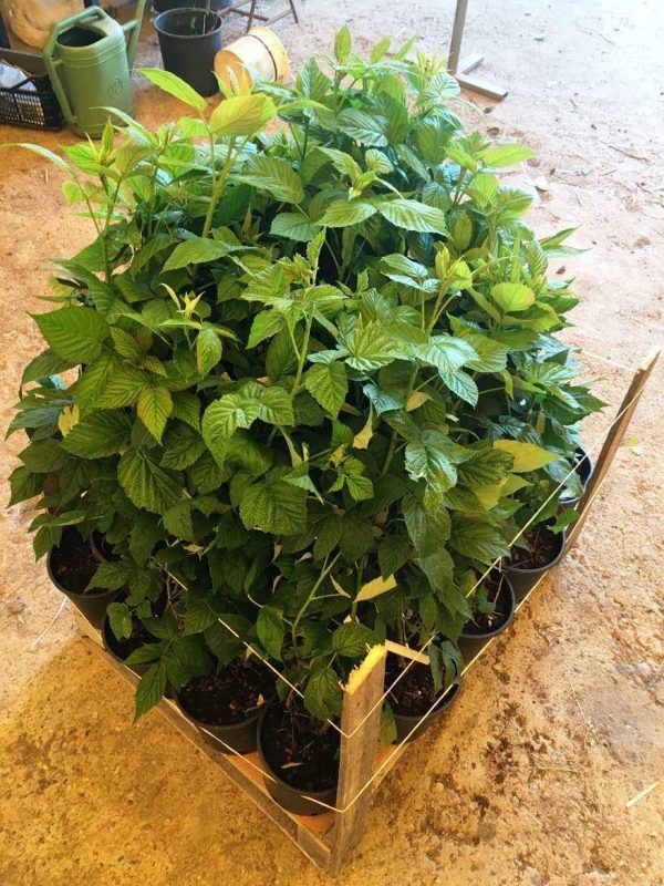 Imballaggio lamponi su pallet