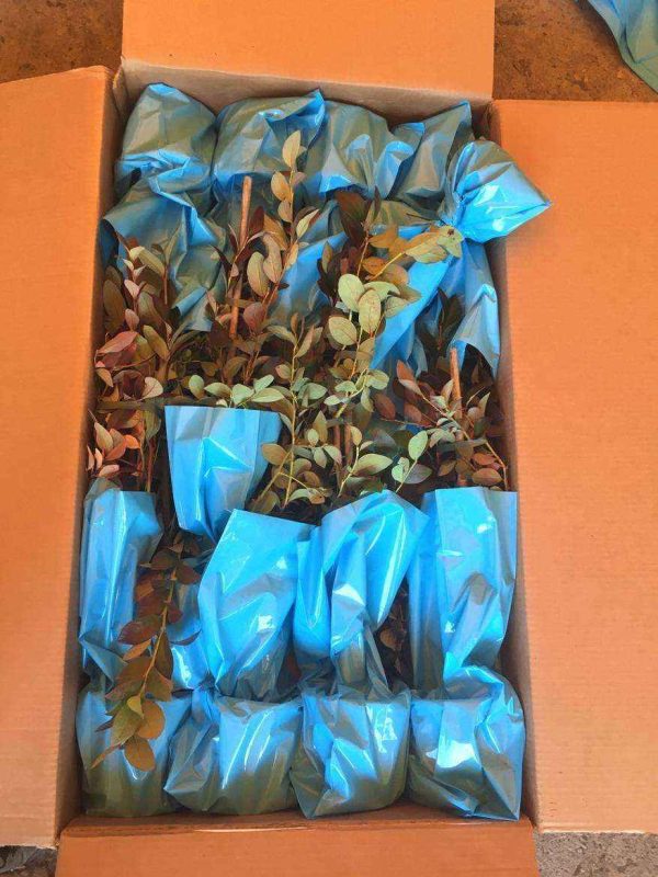 Imballaggio mirtilli