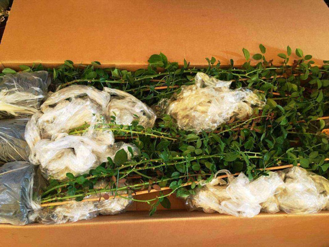 Imballaggio rose rampicanti