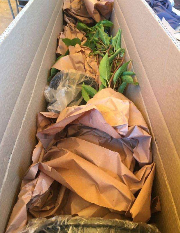 Imballaggio piante ramp