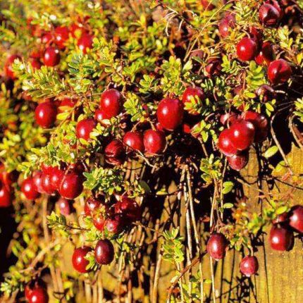 Mirtillo rosso Cranberry Red Star