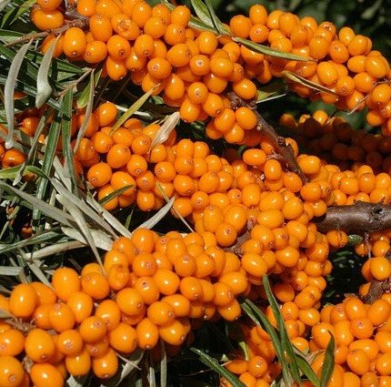 Olivello Spinoso 'SLUNICKO'