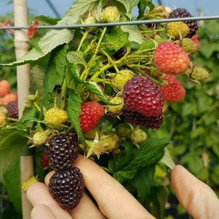 Lampone rifiorente nero Heban Black Polka®