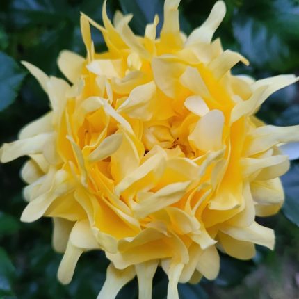 GOLDEN LADY RUFFLES®