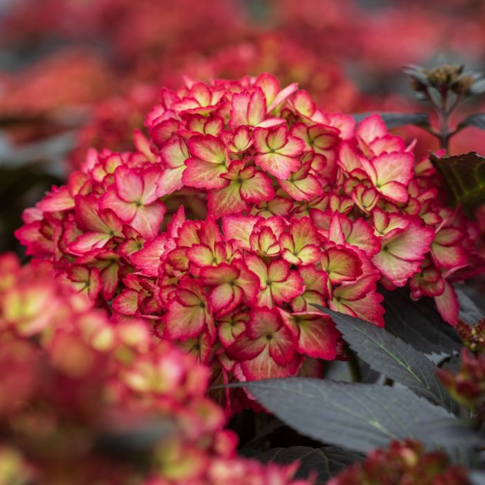 eclips-hydrangea