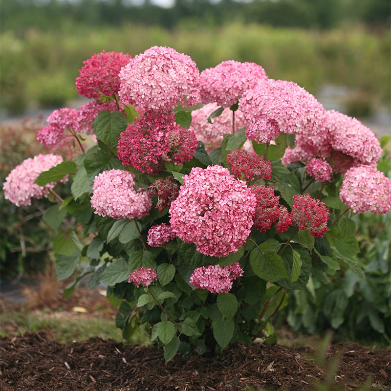 hydrangea-arborescense-Stand-Up-Pink