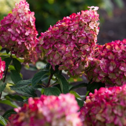 Hydrangea Paniculata 'LIVING COLOURFUL COCKTAIL'®