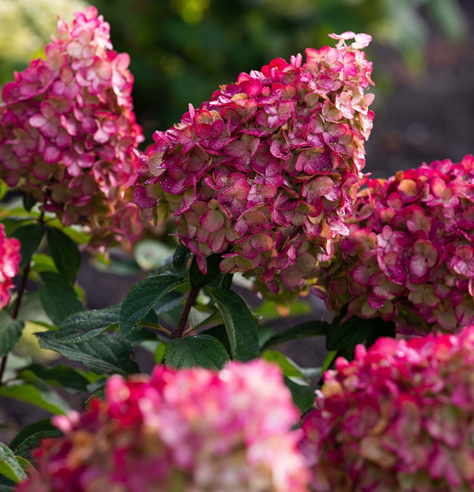 hydrangea-living-colourful-cocktail-3