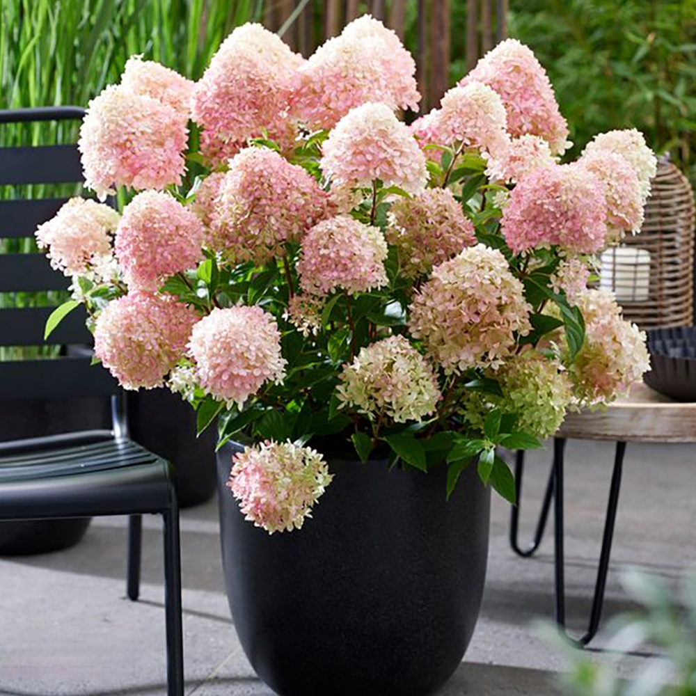 hydrangea-living-little-love