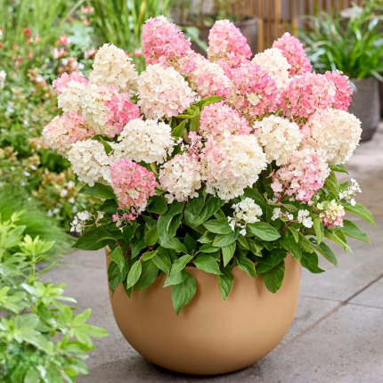Hydrangea Paniculata 'LIVING LITTLE BLOSSOM'®