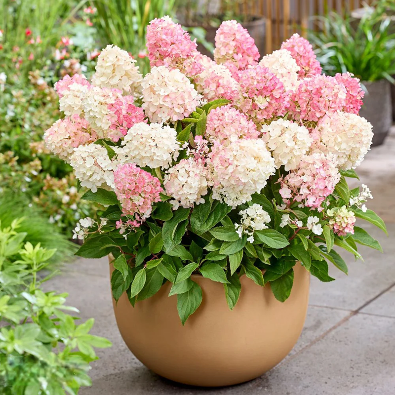 hydrangea-paniculata-living-little-blossom-3
