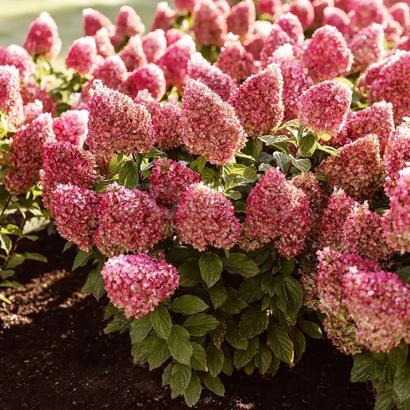 hydrangea-paniculata-living-pinky-promise