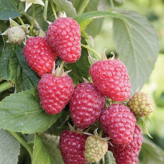 lampone-autumn-treasure