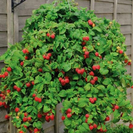 Lampone rosso rifiorente Ruby Fall