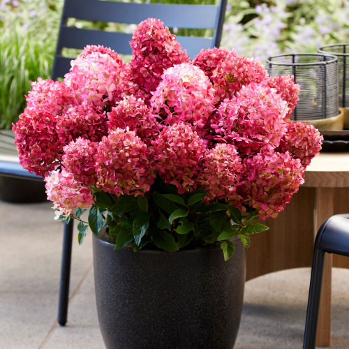 Hydrangea_Living_little_Rosy