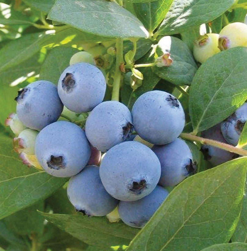 o'neal-vaccinium-ashei